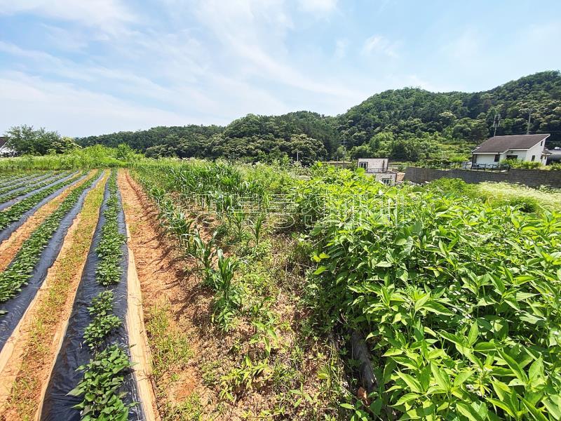 양평군 양서면 청계리 청계산 자락의 공기좋은 토지_8